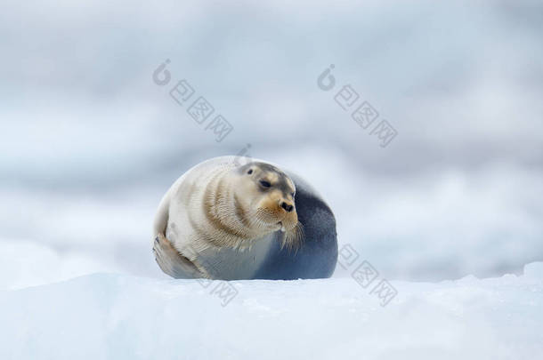 在北极斯瓦尔巴的蓝白冰上，有胡须的海豹，有向上提起的鳍。大自然中的野生动物场景.
