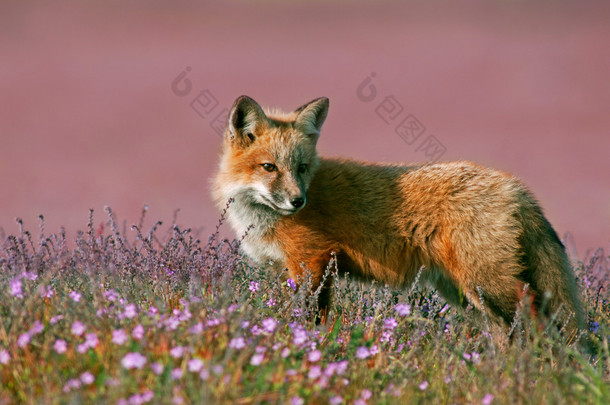 年轻的红狐狸