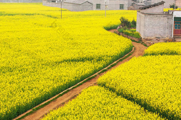 五彩缤纷的空中风景展现了<strong>一</strong>条穿过芥末田的土路，春天是<strong>一</strong>片宁静的乡村。云南，华南.