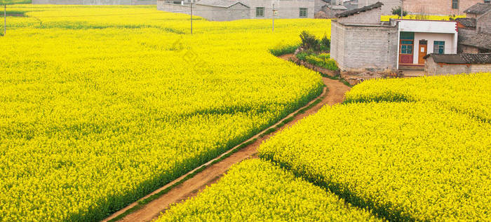 五彩缤纷的空中风景展现了一条穿过芥末田的土路，春天是一片宁静的乡村。云南，华南.