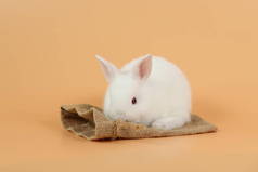 可爱的白色复活节兔子兔子在麻布与橙色背景