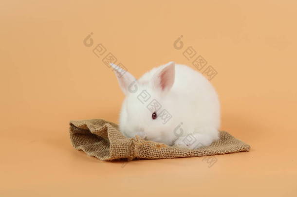 可爱的白色复活节兔子兔子在麻布与橙色背景