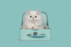 白色波斯长毛小猫蓝色的眼睛在绿松石蓝色的手提箱蓝色背景 