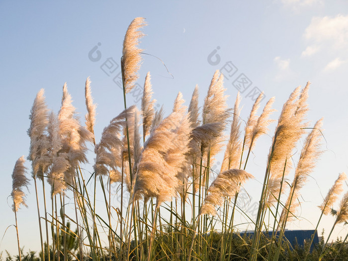 潘帕斯草原草、 蒲苇蒲苇户外