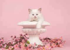 可爱的 6 周龄破布娃娃宝贝猫蓝眼睛笼罩着粉色的花，粉红的底色上花盆的边缘