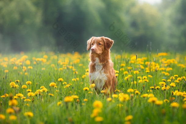 狗新斯科舍省鸭寻回犬领域走在夏天