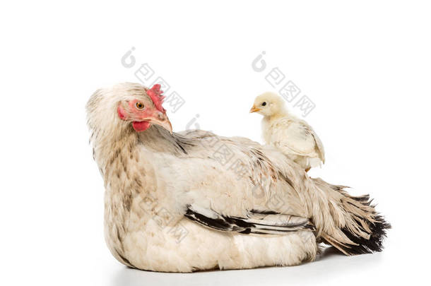 可爱的<strong>小鸡</strong>站在母鸡孤立的白色 
