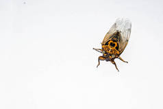 Cicada唱着一只大苍蝇，一只大昆虫苍蝇发出声音，在白色背景上隔离透明翅膀，进行设计
