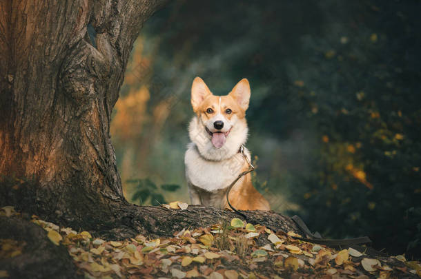 爱玩的彭布罗克威尔士科尔吉犬白天在户外摆姿势  