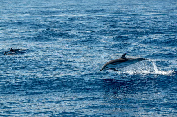对跳出大海的条纹海豚的移动效果