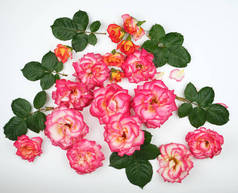 花蕾,粉红玫瑰,绿叶,白色背生