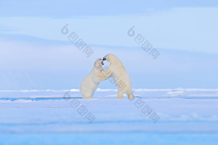 北极熊在冰上跳舞。两只熊喜欢在漂流的冰上与雪，白色动物在自然栖息地，斯瓦尔巴德，挪威。动物在雪地里玩耍，北极野生动物. 