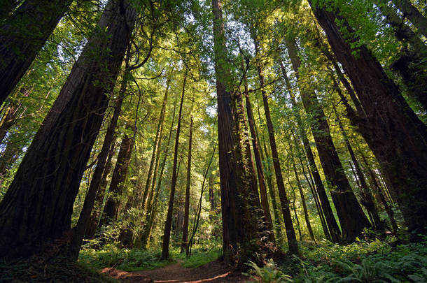 北加州的红木森林之<strong>树</strong>