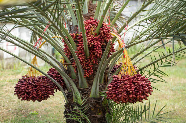 约会棕榈树上的水果。生长在Th的北部