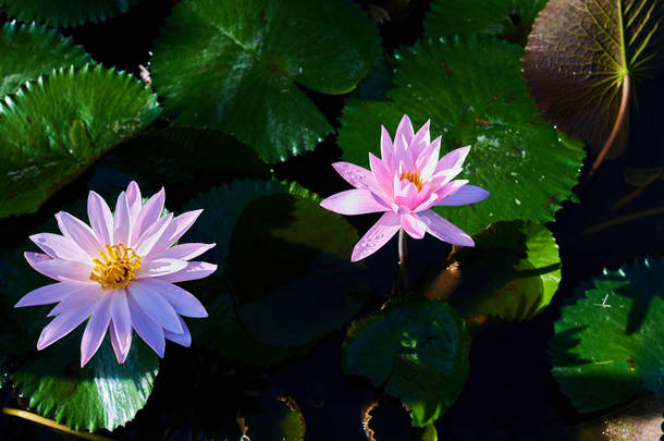 粉红色的莲花在前景盛开。关闭紫色<strong>睡莲</strong>或莲花和它的阴影自然或绿色的背景下的概念设计或装饰。花卉背景.