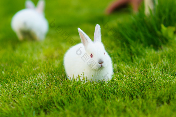 在草丛中的有趣的婴儿<strong>白色兔子</strong>