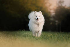 夏天，快乐的萨莫伊犬在户外草地上散步
