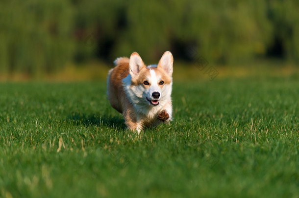 威尔士科基犬的狗在公园玩