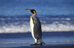 南乔治亚州索尔兹伯里平原，站在海滩上的王企鹅，aptenodytes patagonica，成年企鹅