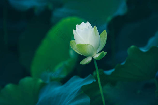 美丽的白莲花与池塘中绿叶的特写