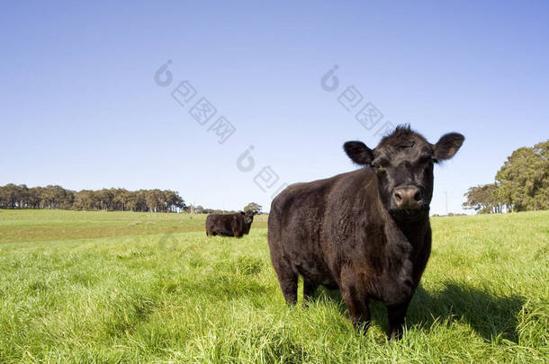 <strong>澳大利亚</strong>西南部一个绿地里的一头深色奶牛.