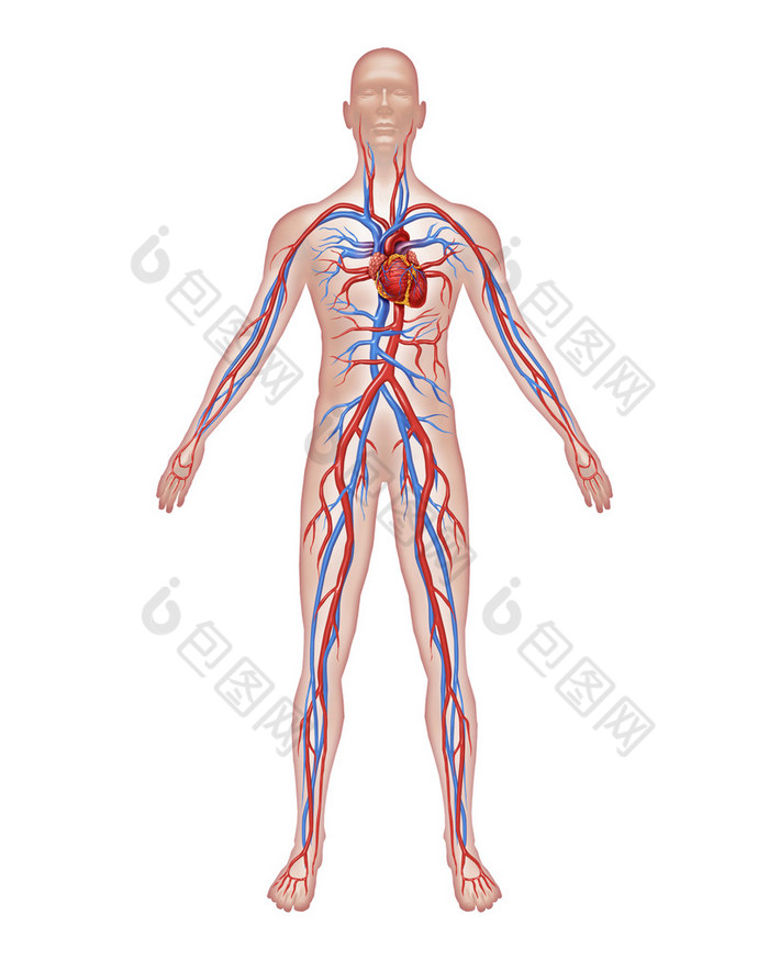 人类循环解剖