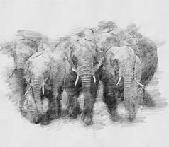 大象。用铅笔素描