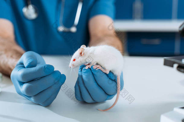 兽医戴着乳胶手套在诊所检查白鼠的剪影