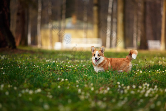 狗的品种威尔士柯基犬图片彭布罗克