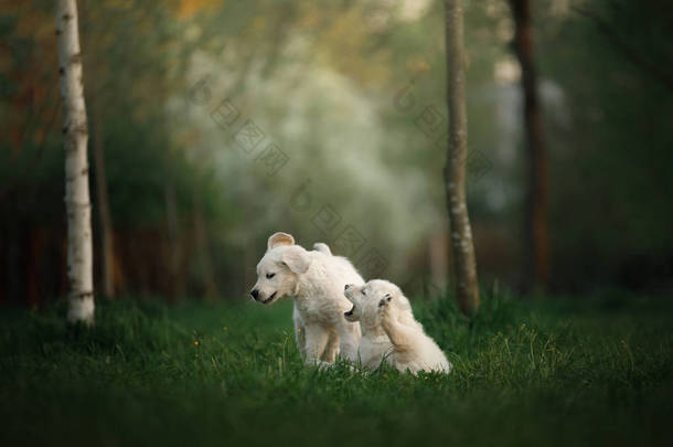 两只<strong>金色</strong>的猎犬 puppys 奔跑在<strong>草地</strong>上玩耍