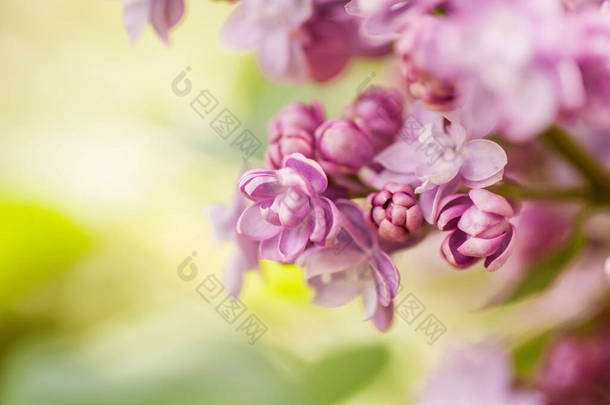 特写紫丁香花。图片与软焦点和文字的空间。夏天的自然背景.