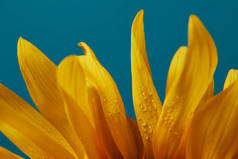 落在黄色向日葵花瓣上, 在蓝色上被隔绝