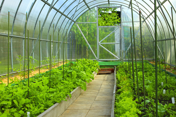 蔬菜温室所作的透明聚碳酸酯