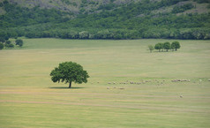一群羊在一棵橡树附近