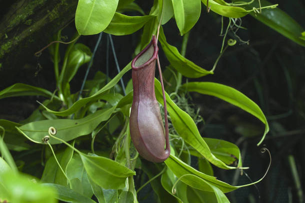 野生园中的<strong>网状</strong>植物