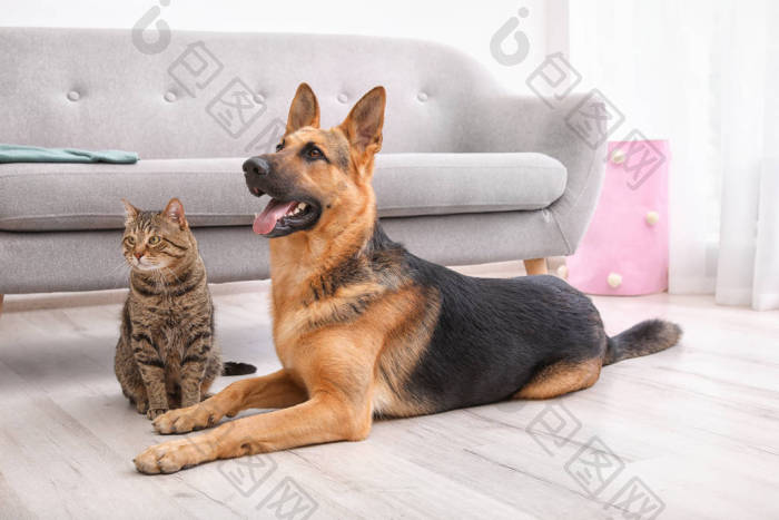 可爱的猫和狗在室内的模糊地毯上休息动物友-包图企业站
