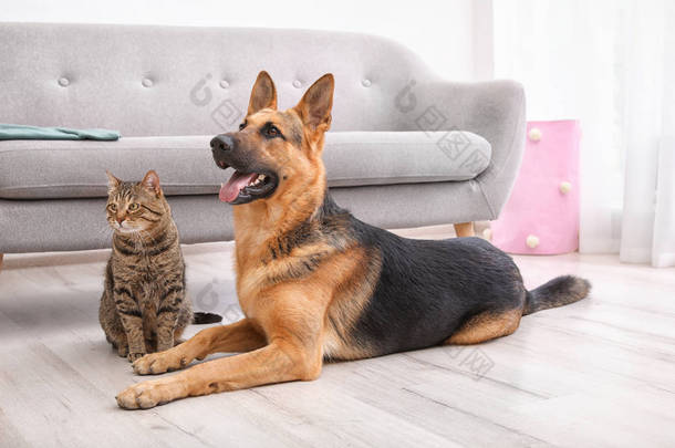 可爱的猫和狗在沙发附近休息。动物友谊