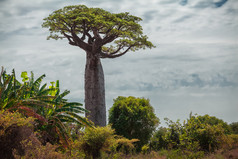 马达加斯加。猴面包树