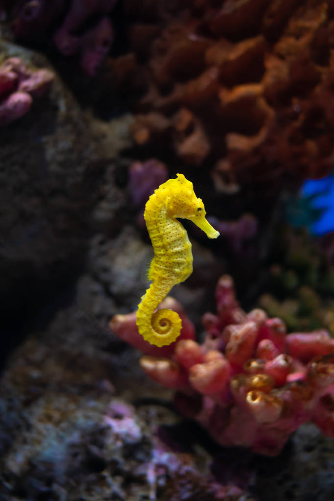 水族馆里的海马。这些海马生活在温暖的海洋中