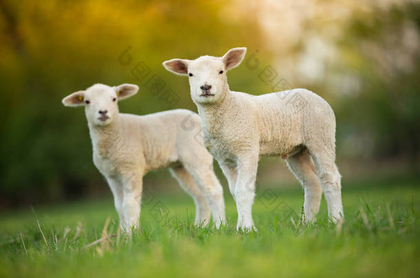 <strong>新鲜</strong>绿色草地上可爱的小羊羔