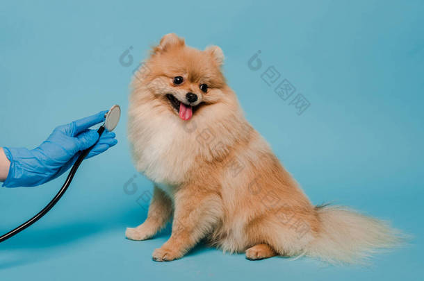 兽医戴着乳胶手套，用听诊器用蓝色检查可爱的斯皮茨犬的剪影