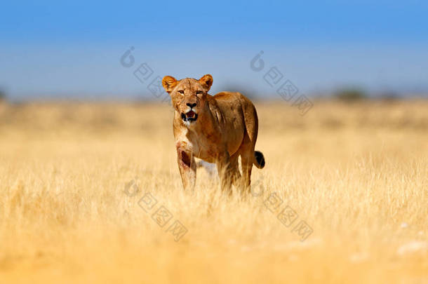 在纳米比亚的埃托沙 (epa), 愤怒的大母狮。非洲狮子走在草地上, 有美丽的傍晚光线。来自大自然的野生动物场景。动物在栖息地。非洲的野生动物园. 