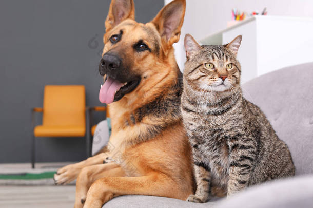 可爱的猫和狗一起在沙发上休息。动物友谊
