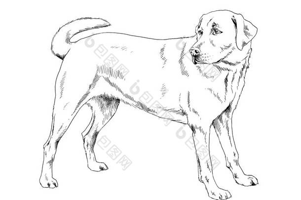 在白色背景上手工绘制在油墨中的纯种狗
