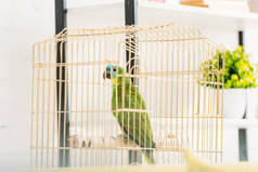 选择焦点明亮的绿色亚马逊鹦鹉坐在鸟笼附近花盆