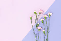 粉色康乃馨花，背景为紫色。有文字位置的花卉构图.
