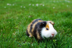 在一个阳光明媚、心情好的春天里，在草地上吃着豚鼠