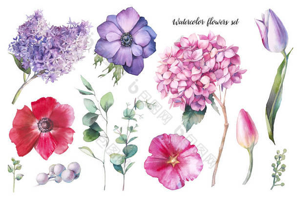 手绘花卉元素设置。水彩植物插图的郁金香, 绣球花, 海葵, 紫丁香花卉和<strong>桉树叶</strong>。在白色背景下隔离的自然物体