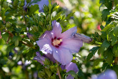 彩色户外天然花卉关闭图像粉红色紫色 hibis