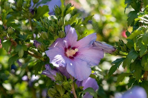 彩色户外天然花卉关闭图像粉红色紫色 hibis
